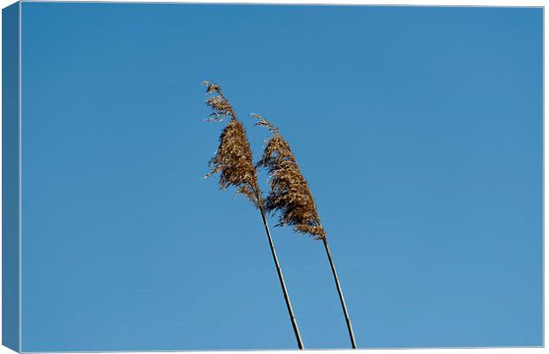straw in the wind Canvas Print by Adrian Bud