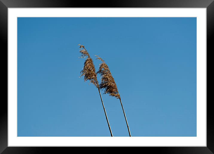 straw in the wind Framed Mounted Print by Adrian Bud
