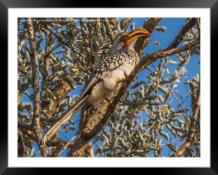  Southern Yellow Billed Hornbill in Kruger Framed Mounted Print by colin chalkley