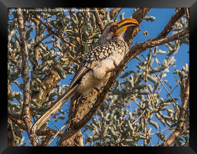  Southern Yellow Billed Hornbill in Kruger Framed Print by colin chalkley