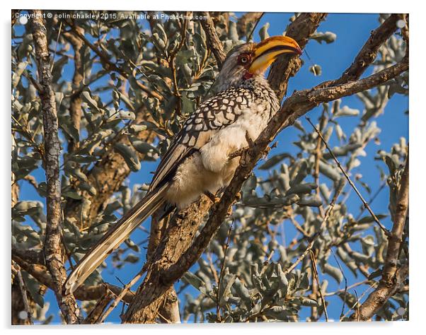  Southern Yellow Billed Hornbill in Kruger Acrylic by colin chalkley