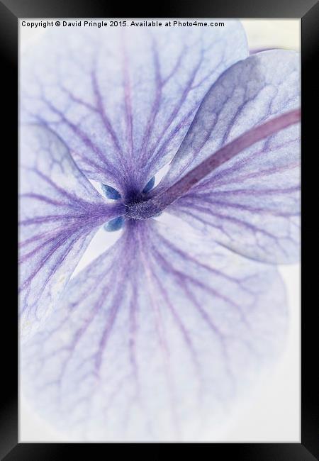 Lacecap Hydrangea Framed Print by David Pringle