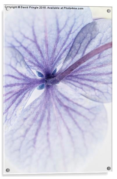 Lacecap Hydrangea Acrylic by David Pringle