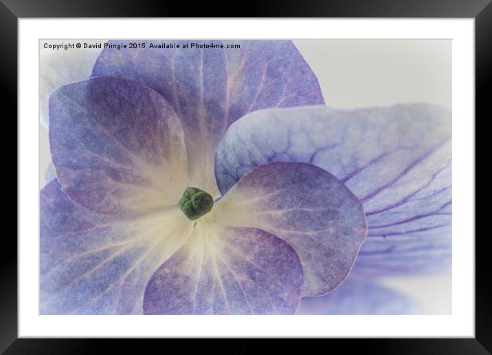 Lacecap Hydrangea Framed Mounted Print by David Pringle