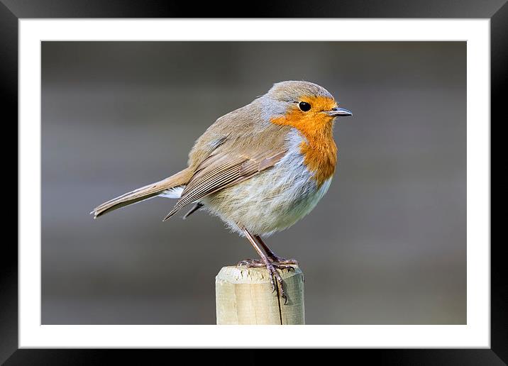  mr. robin Framed Mounted Print by Kelvin Rumsby