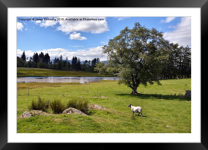  Wise Een Tarn, Cumbria Framed Mounted Print by Jason Connolly