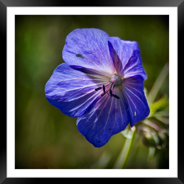  Purple Geranium Framed Mounted Print by Colin Metcalf