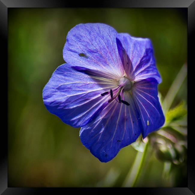  Purple Geranium Framed Print by Colin Metcalf