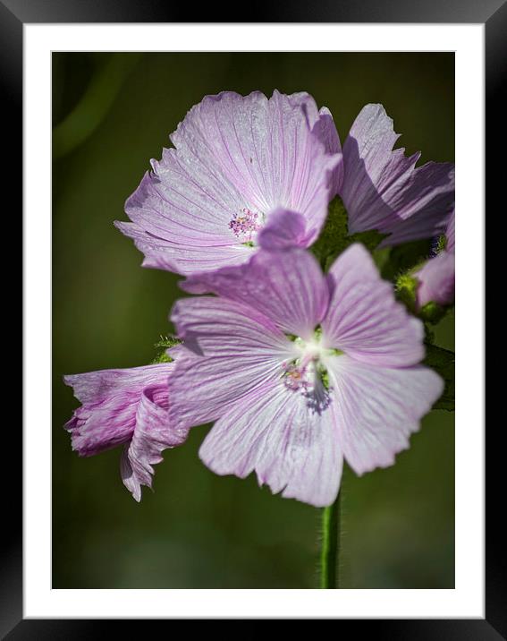  Pink Geranium Framed Mounted Print by Colin Metcalf