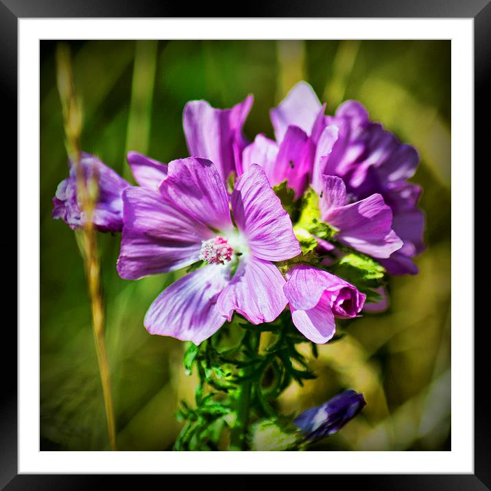  Pink Wild Flower Framed Mounted Print by Colin Metcalf