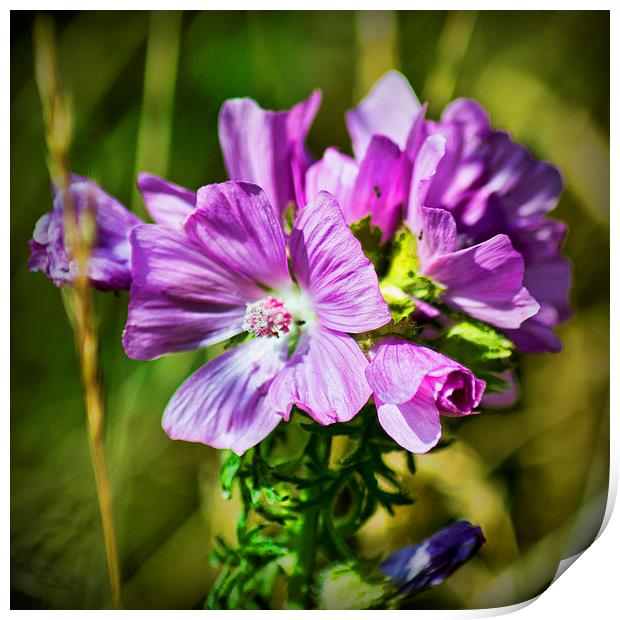  Pink Wild Flower Print by Colin Metcalf