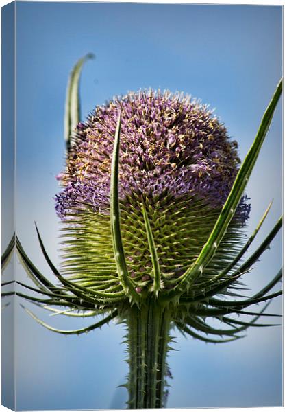  Fuller's Teasel Canvas Print by Colin Metcalf