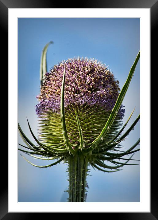  Fuller's Teasel Framed Mounted Print by Colin Metcalf