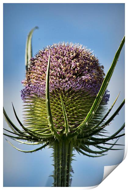  Fuller's Teasel Print by Colin Metcalf