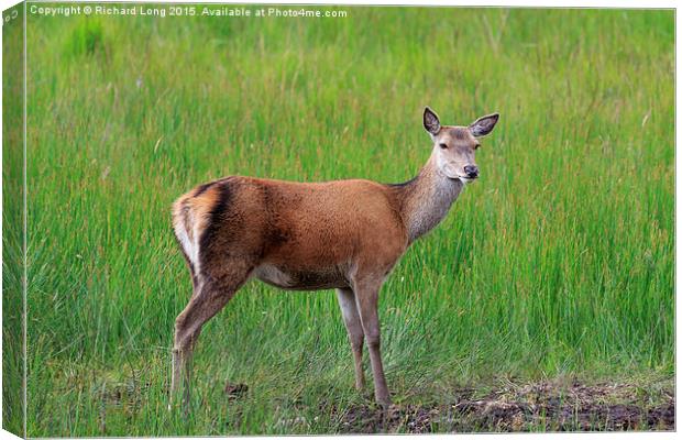 Female Red  Deer standing in long grass Canvas Print by Richard Long