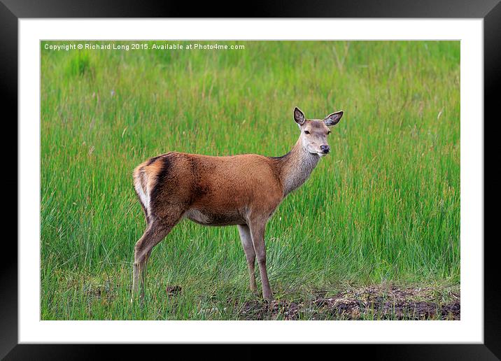 Female Red  Deer standing in long grass Framed Mounted Print by Richard Long
