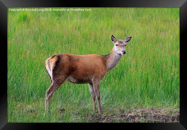 Female Red  Deer standing in long grass Framed Print by Richard Long