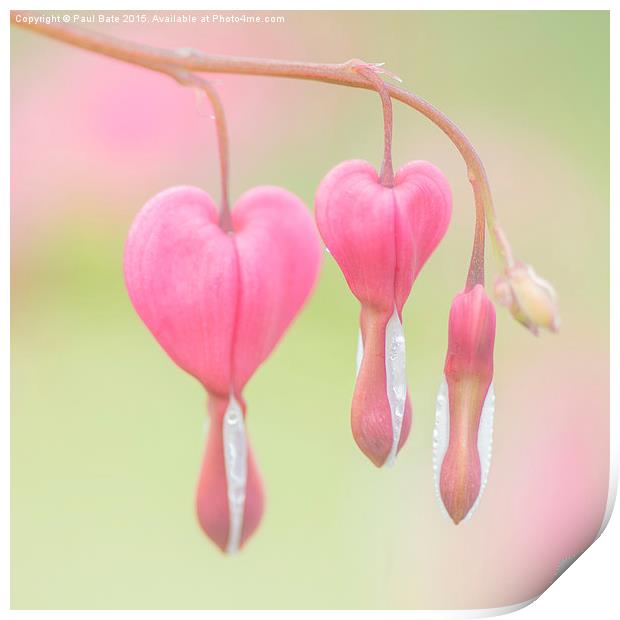  Bleeding Heart Print by Paul Bate