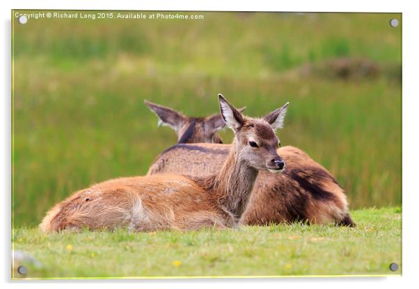 Two young Deer resting Acrylic by Richard Long