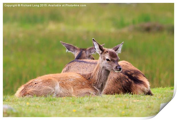 Two young Deer resting Print by Richard Long