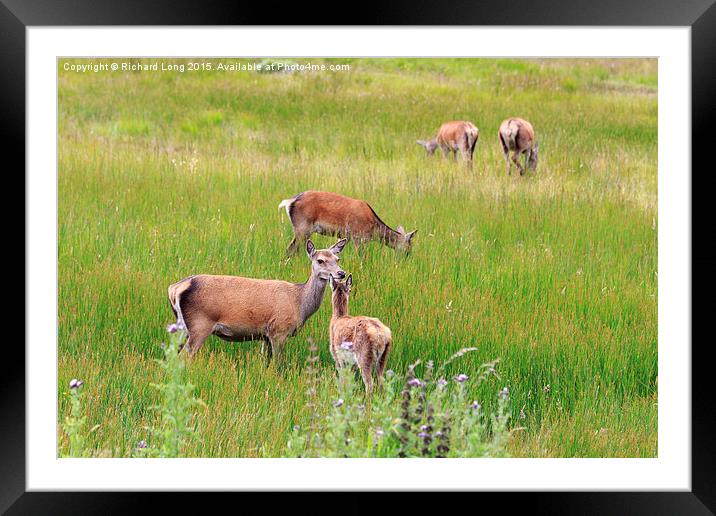 Group of Red Deer grazing  Framed Mounted Print by Richard Long