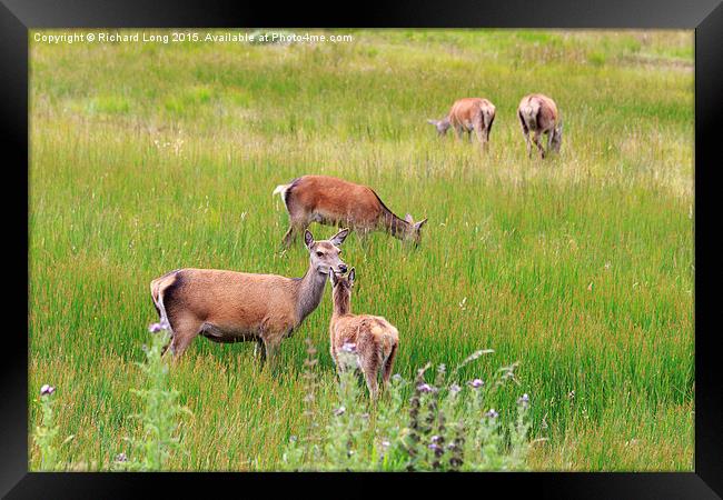 Group of Red Deer grazing  Framed Print by Richard Long