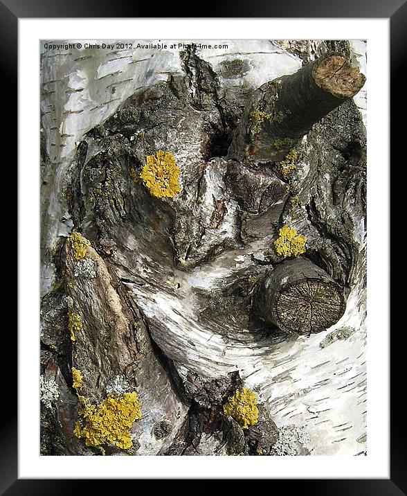 Silver Birch Bark and Knots Framed Mounted Print by Chris Day