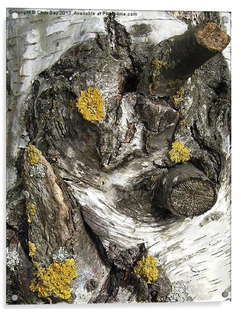 Silver Birch Bark and Knots Acrylic by Chris Day
