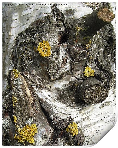 Silver Birch Bark and Knots Print by Chris Day