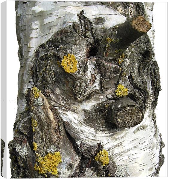 Silver Birch Bark and Knots Canvas Print by Chris Day