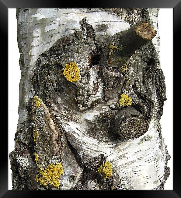 Silver Birch Bark and Knots Framed Print by Chris Day