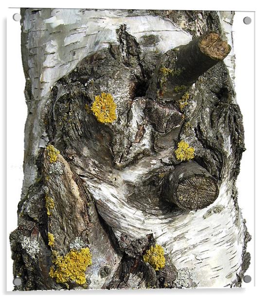 Silver Birch Bark and Knots Acrylic by Chris Day