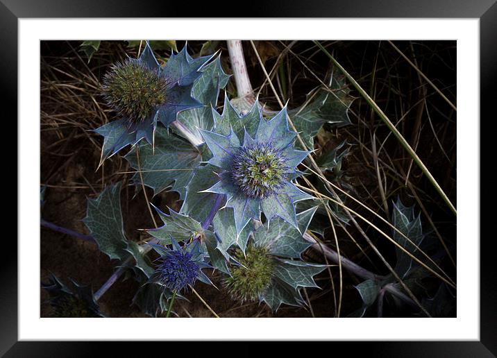  Eryngo Framed Mounted Print by Leighton Collins