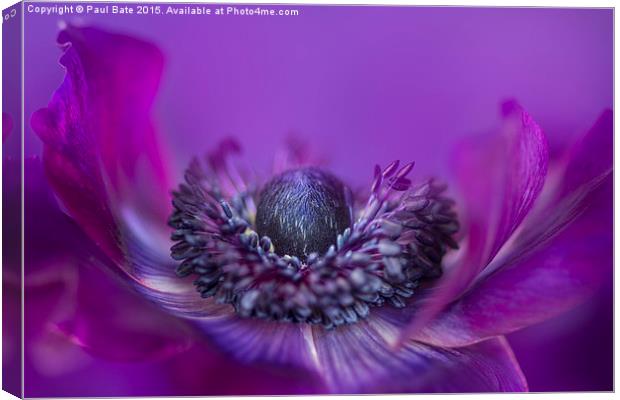  Purple Poppy Anemone Canvas Print by Paul Bate