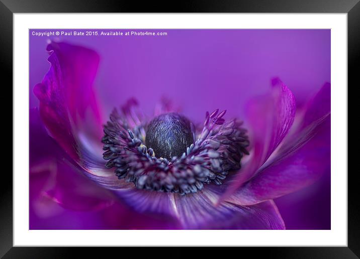 Purple Poppy Anemone Framed Mounted Print by Paul Bate