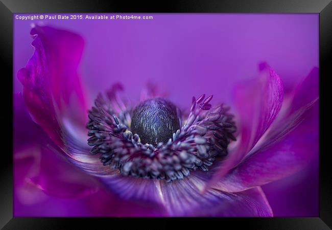  Purple Poppy Anemone Framed Print by Paul Bate