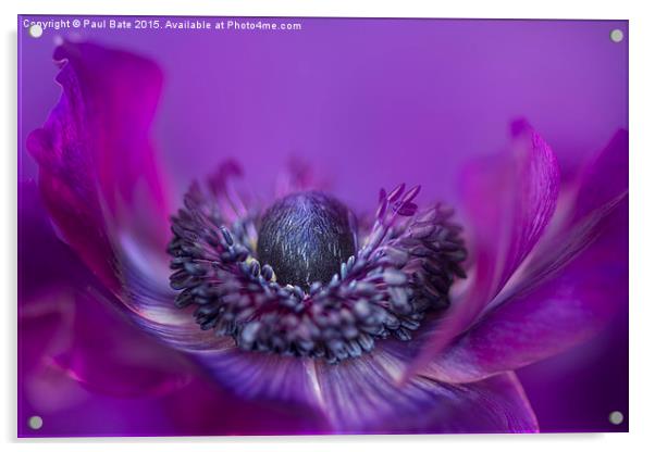 Purple Poppy Anemone Acrylic by Paul Bate