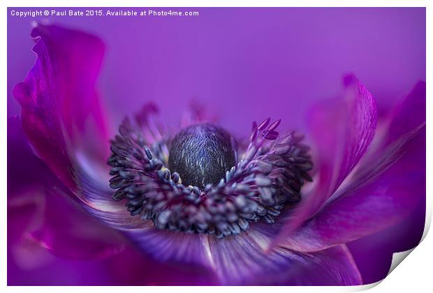  Purple Poppy Anemone Print by Paul Bate