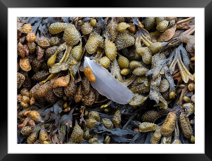  Bladderwrack and a gull's feather Framed Mounted Print by Leighton Collins