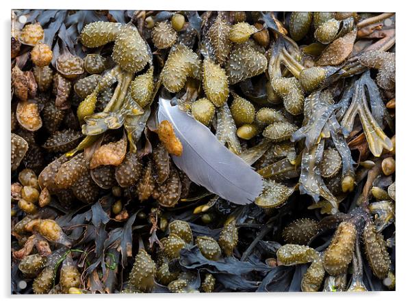  Bladderwrack and a gull's feather Acrylic by Leighton Collins