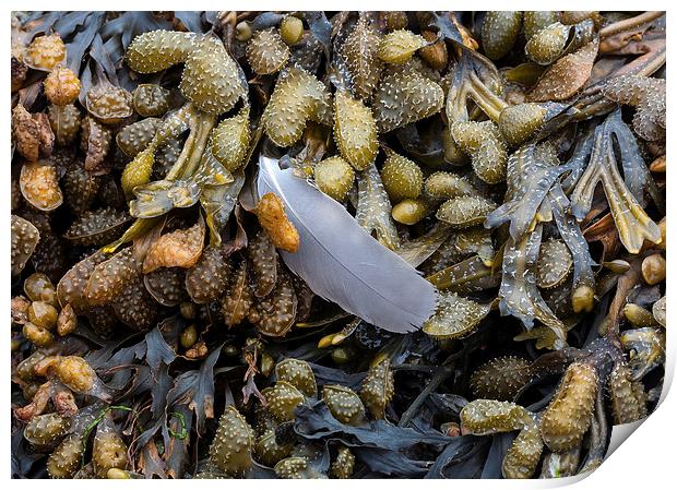  Bladderwrack and a gull's feather Print by Leighton Collins