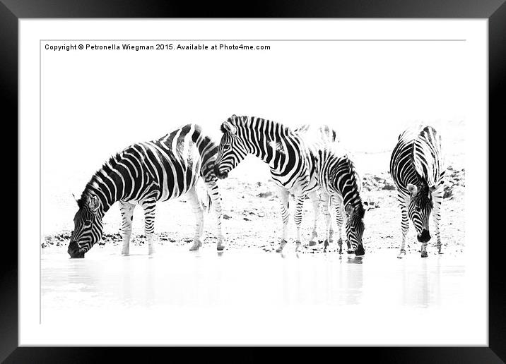 Zebra family drinking Framed Mounted Print by Petronella Wiegman