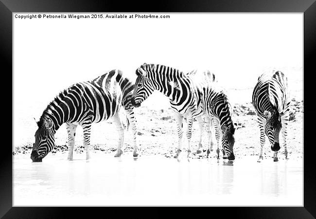 Zebra family drinking Framed Print by Petronella Wiegman