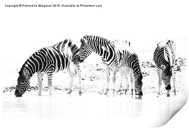 Zebra family drinking Print by Petronella Wiegman