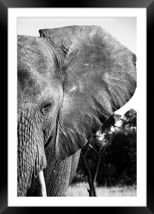  Elephant close-up Framed Mounted Print by Petronella Wiegman