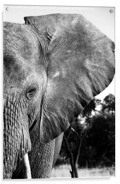  Elephant close-up Acrylic by Petronella Wiegman