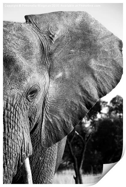  Elephant close-up Print by Petronella Wiegman