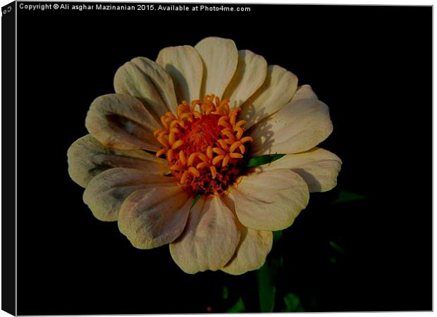 Zinnia, Canvas Print by Ali asghar Mazinanian