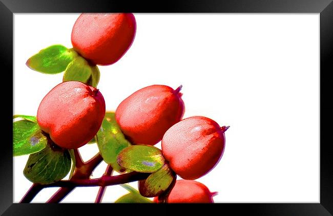  Hypericum Berries Framed Print by Sue Bottomley