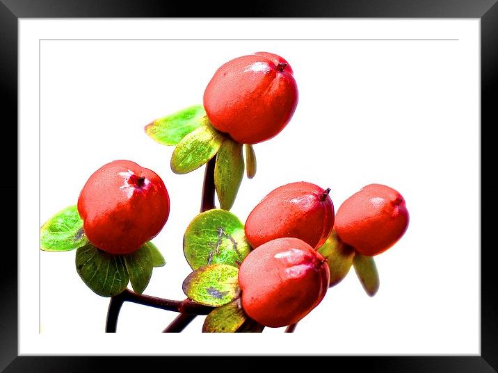 Red Hypericum Berries  Framed Mounted Print by Sue Bottomley